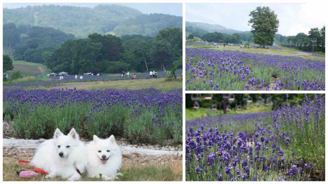 犬連れて たんばらラベンダーパーク シェビーズのブログ