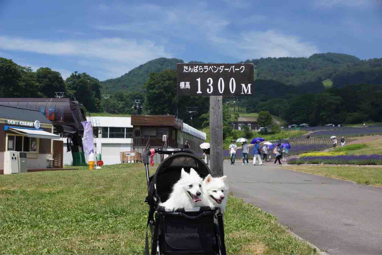 犬連れて たんばらラベンダーパーク シェビーズのブログ