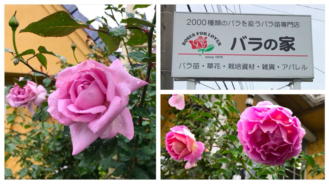 杉戸町 バラの家 薔薇の苗がいっぱい シェビーズのブログ