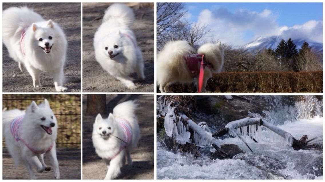 犬連れて 軽井沢 湯川ふるさと公園 ドッグラン シェビーズのブログ