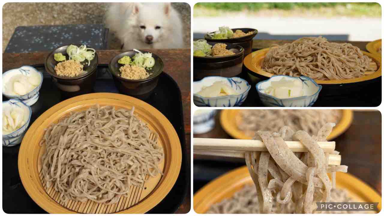 犬と一緒に 土津園 秩父 蕎麦 シェビーズのブログ