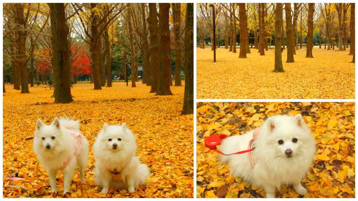 犬連れて 代々木公園 シェビーズのブログ