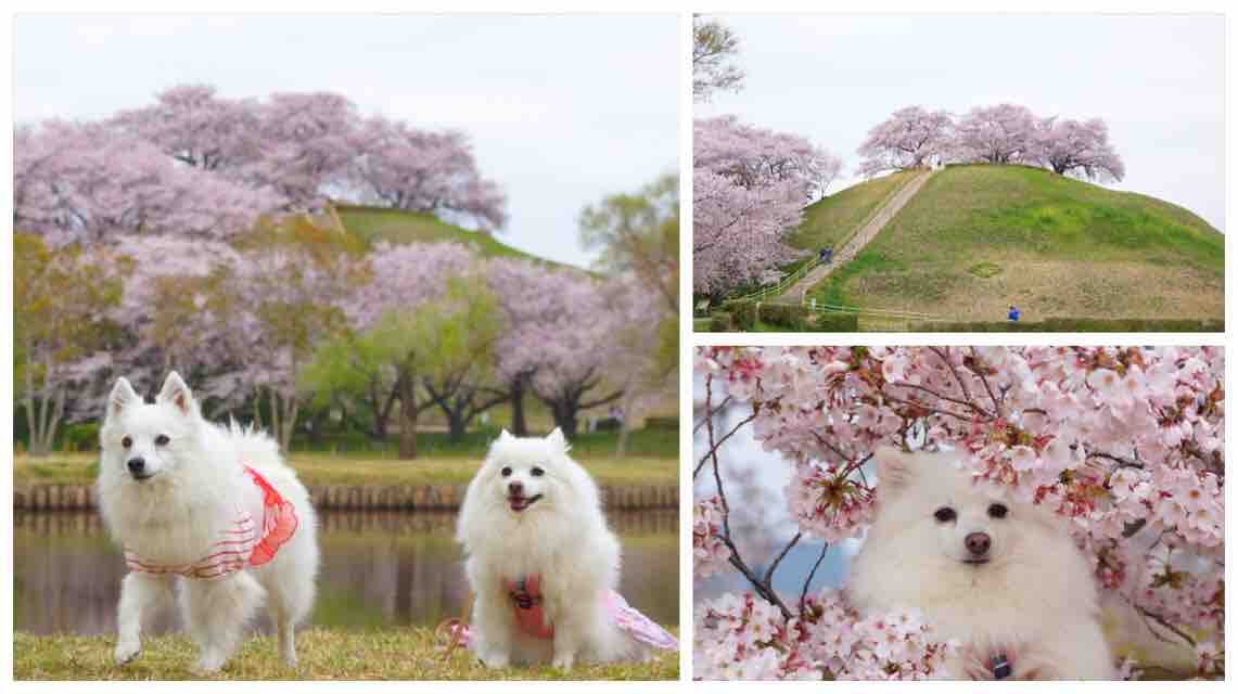 犬連れて さきたま古墳公園 桜 お花見 シェビーズのブログ