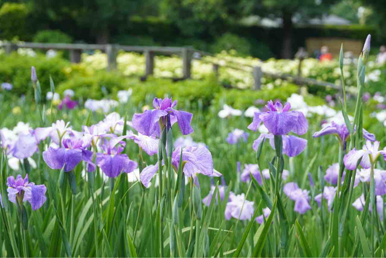 犬連れて 染谷花しょうぶ園 シェビーズのブログ