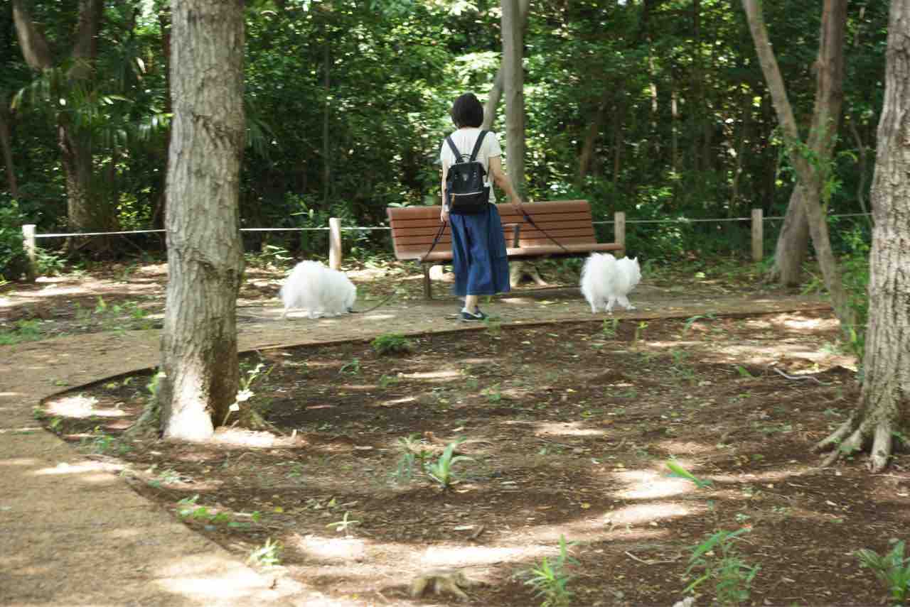 犬連れて さいたま市 染谷花しょうぶ園 シェビーズのブログ