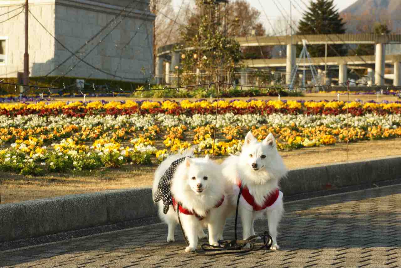犬連れて ぐんまフラワーパーク イルミネーション シェビーズのブログ 犬連れて ぐんまフラワーパーク イルミネーション シェビーズのブログ
