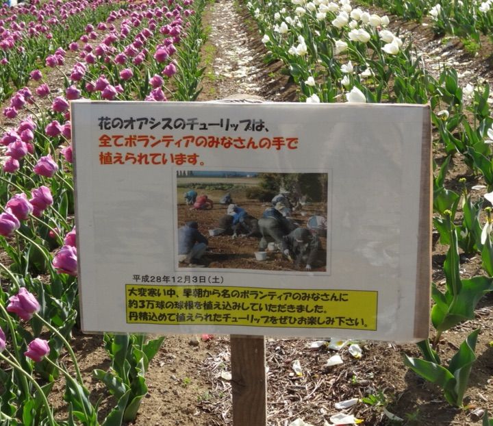 犬連れ 鴻巣 花のオアシス チューリップ シェビーズのブログ