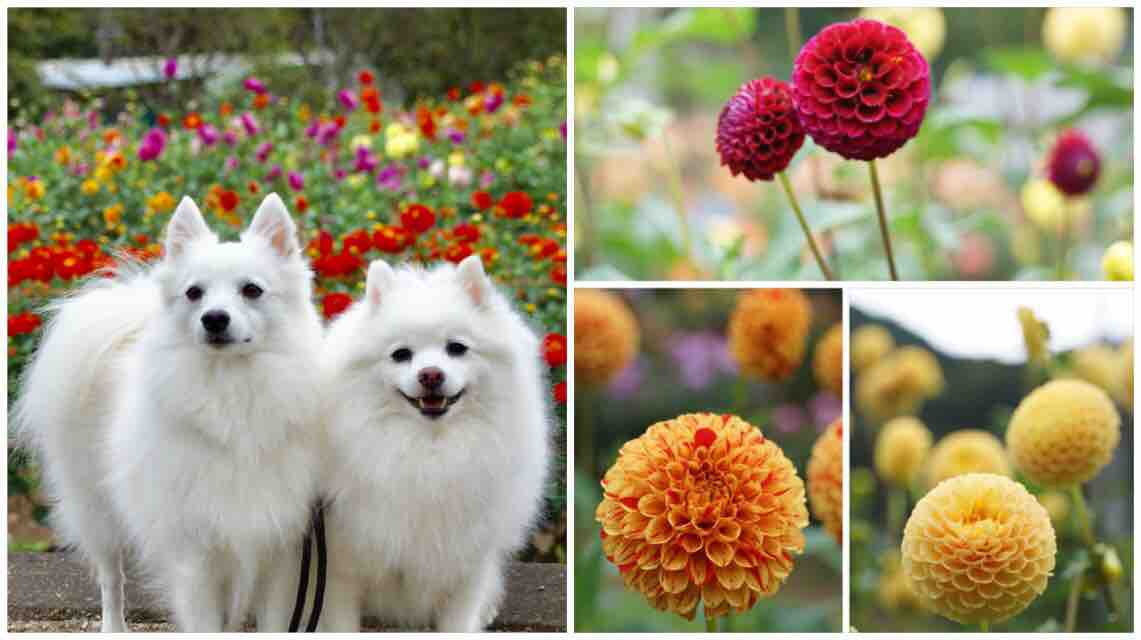 犬連れて 両神山麓 花の郷 ダリア園 小鹿野 シェビーズのブログ