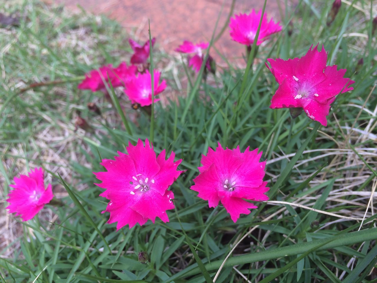 なでしこ 花はな の開花 Cpガーデンのブログ なでしこ 花はな の開花 Cpガーデンのブログ