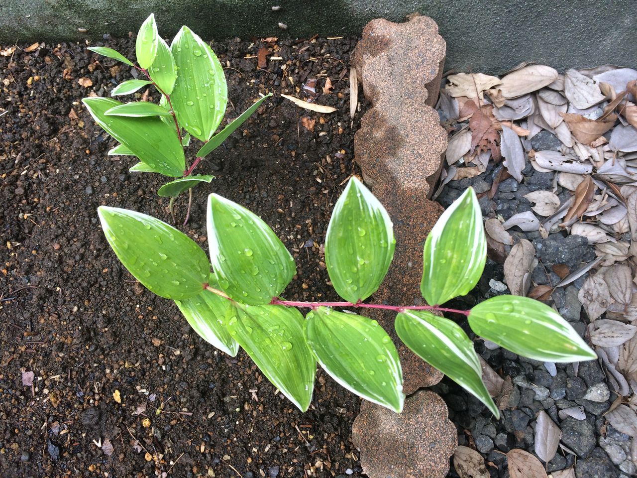 斑入りアマドコロの植え付け Cpガーデンのブログ