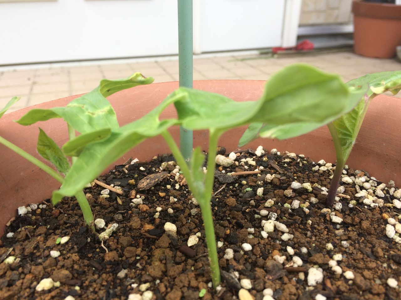 アサガオ 朝顔 の間引き Cpガーデンのブログ