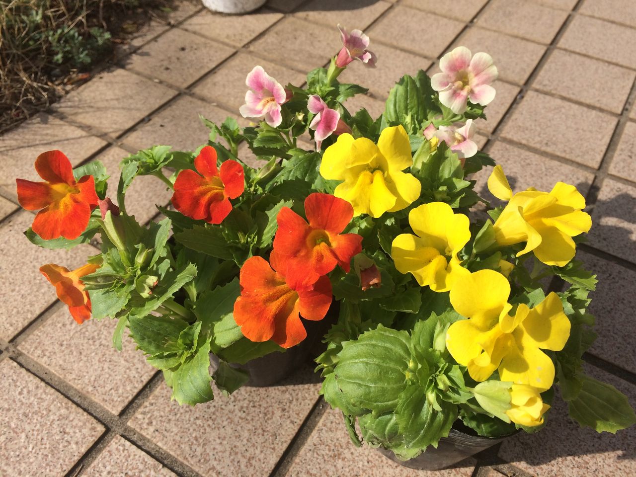 ミムラスの植え付け Cpガーデンのブログ