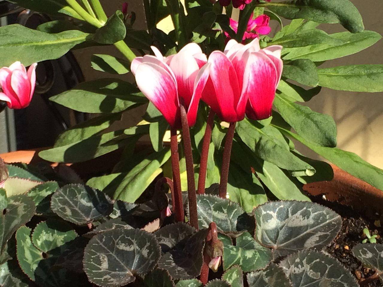 可愛いガーデンシクラメン Cpガーデンのブログ