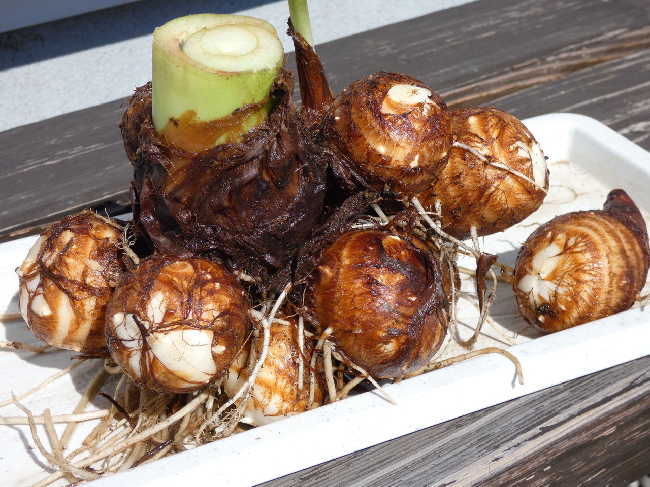 サトイモ 里芋 の収穫 Cpガーデンのブログ
