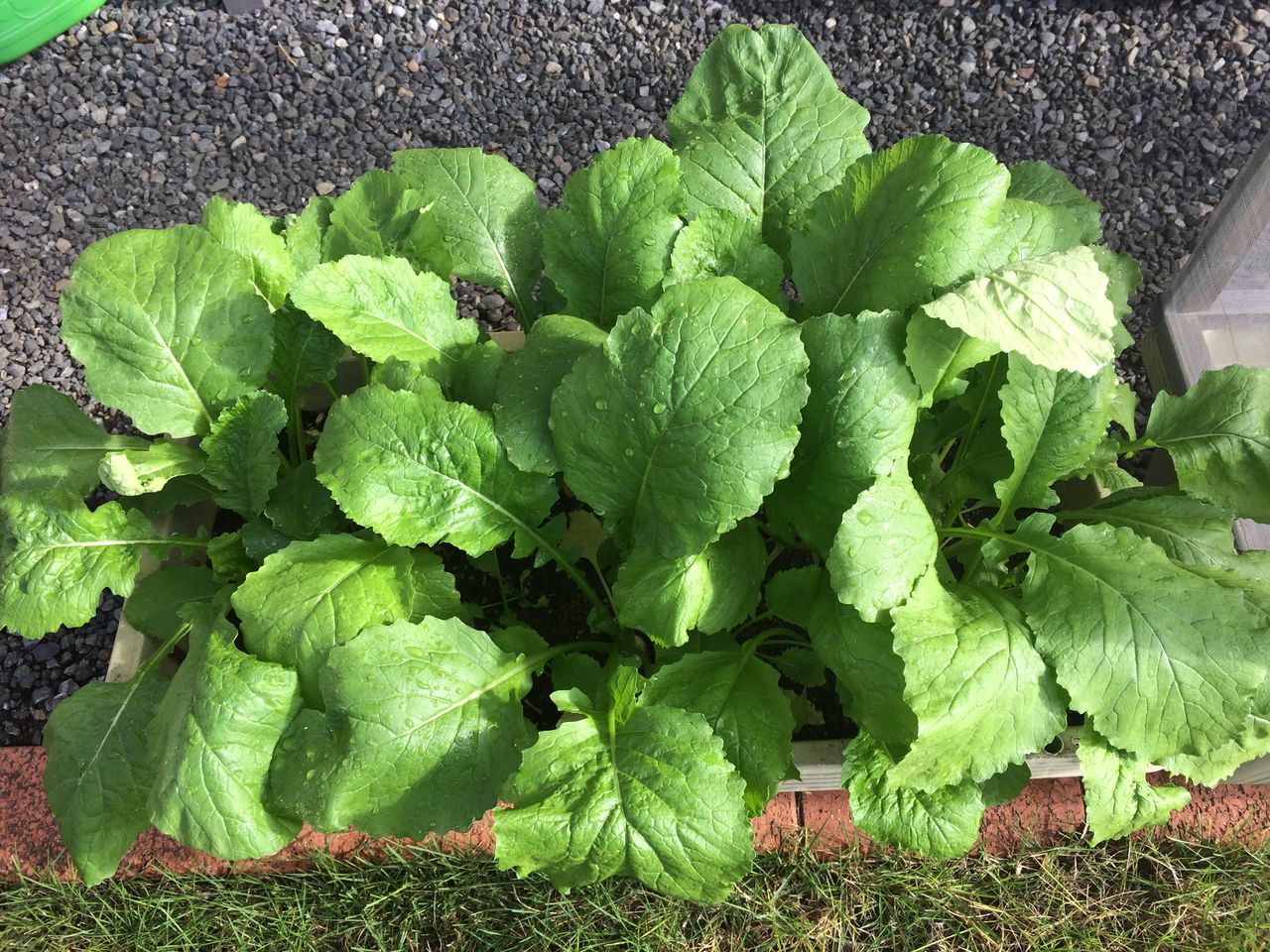 金町小かぶ の間引き収穫 Cpガーデンのブログ