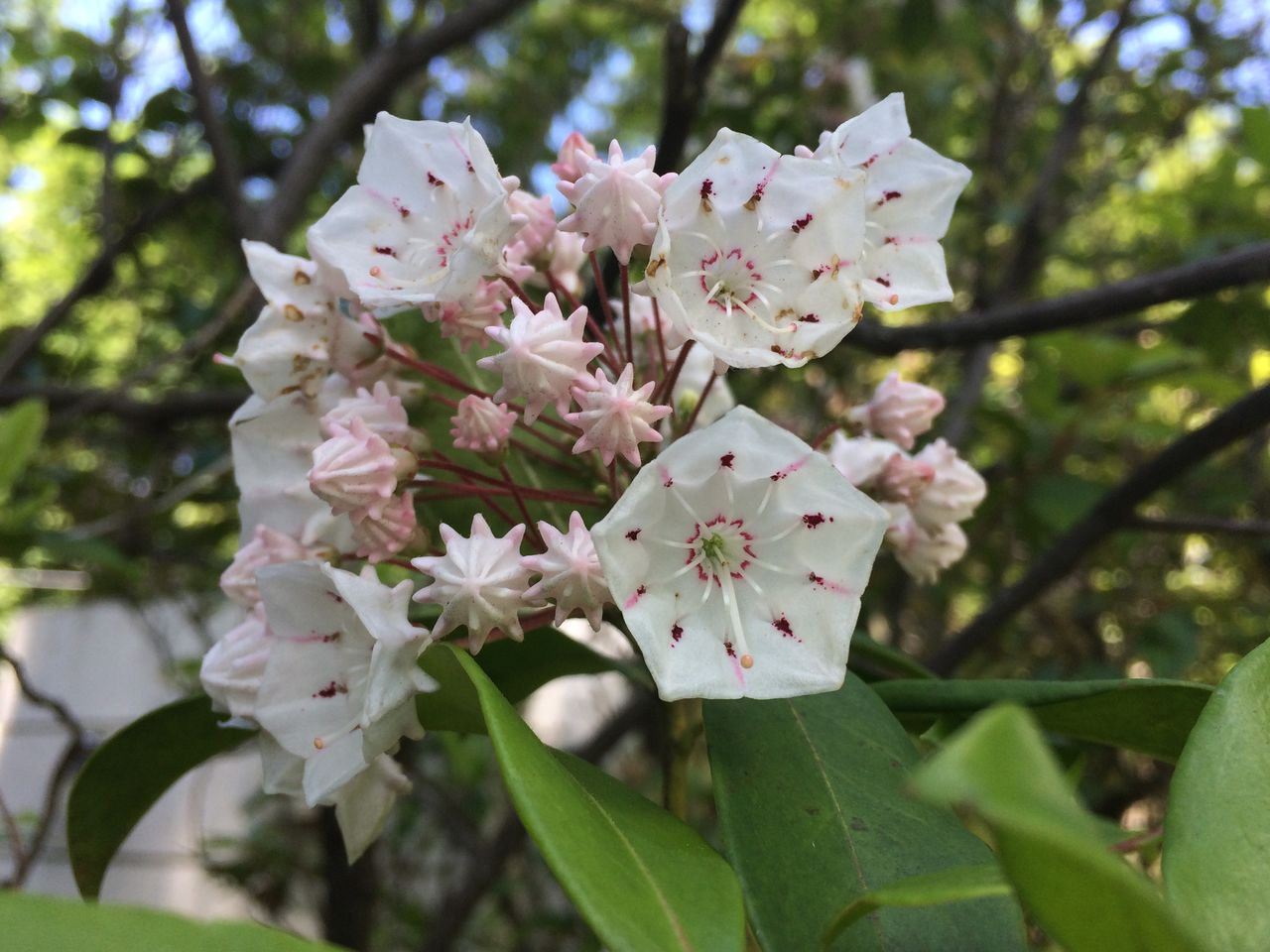 蕾が可愛いカルミアの花 Cpガーデンのブログ 蕾が可愛いカルミアの花 Cpガーデンのブログ