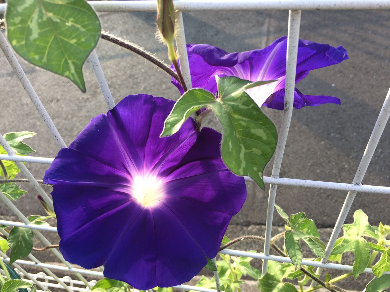紫色の朝顔 暁の海 の開花 Cpガーデンのブログ