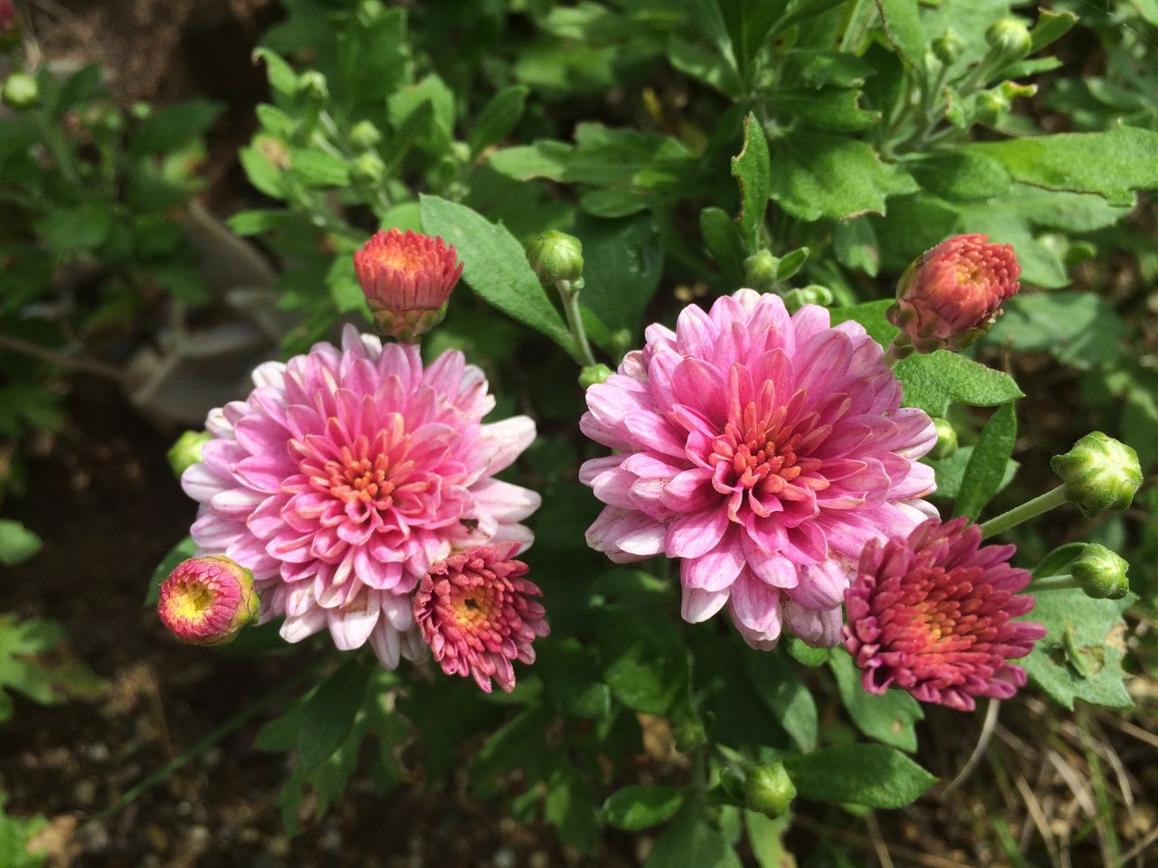 ポットマム 洋菊 の開花 Cpガーデンのブログ