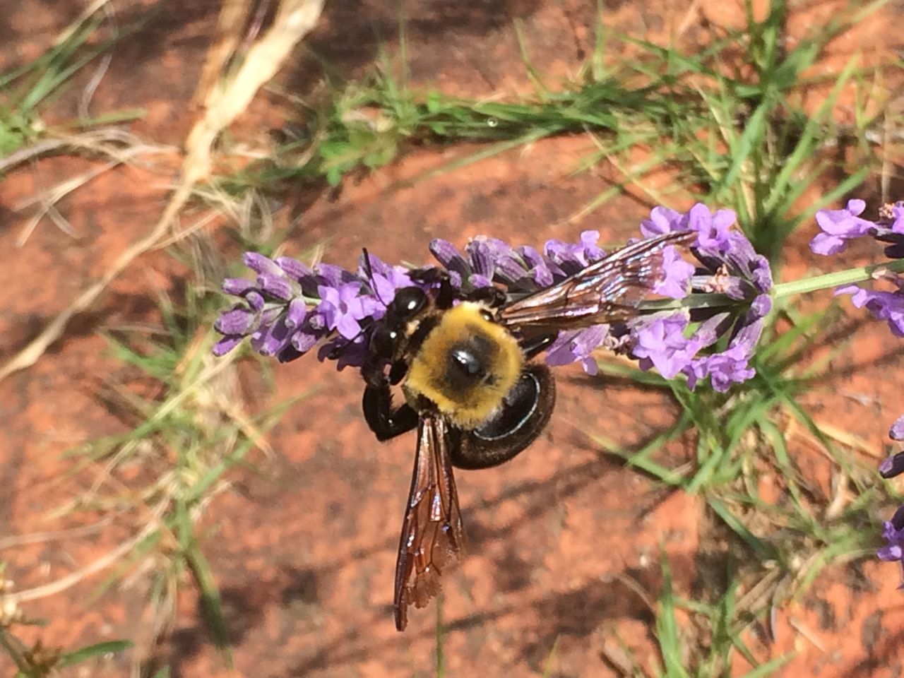 ラベンダ にクマバチ 熊蜂 Cpガーデンのブログ ラベンダ にクマバチ 熊蜂 Cpガーデンのブログ
