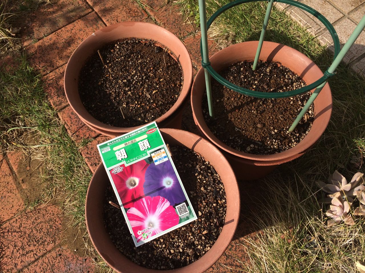 アサガオ 朝顔 Cpガーデンのブログ