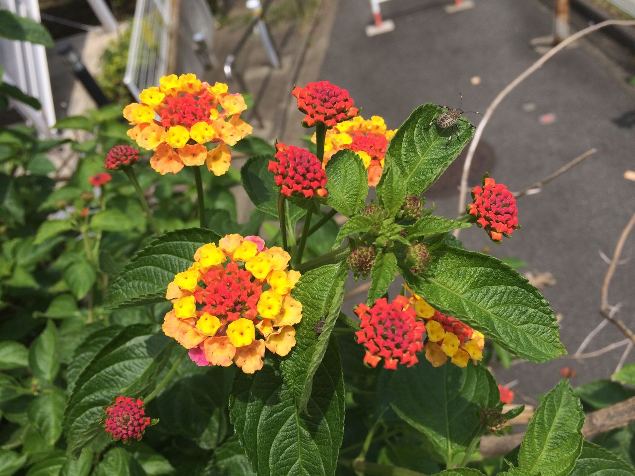 Cp花壇 Cpガーデンのブログ Cp花壇 Cpガーデンのブログ