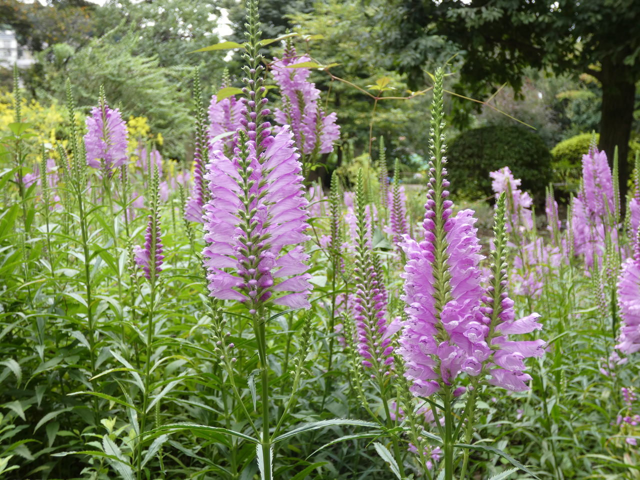 馬場花木園 Cpガーデンのブログ