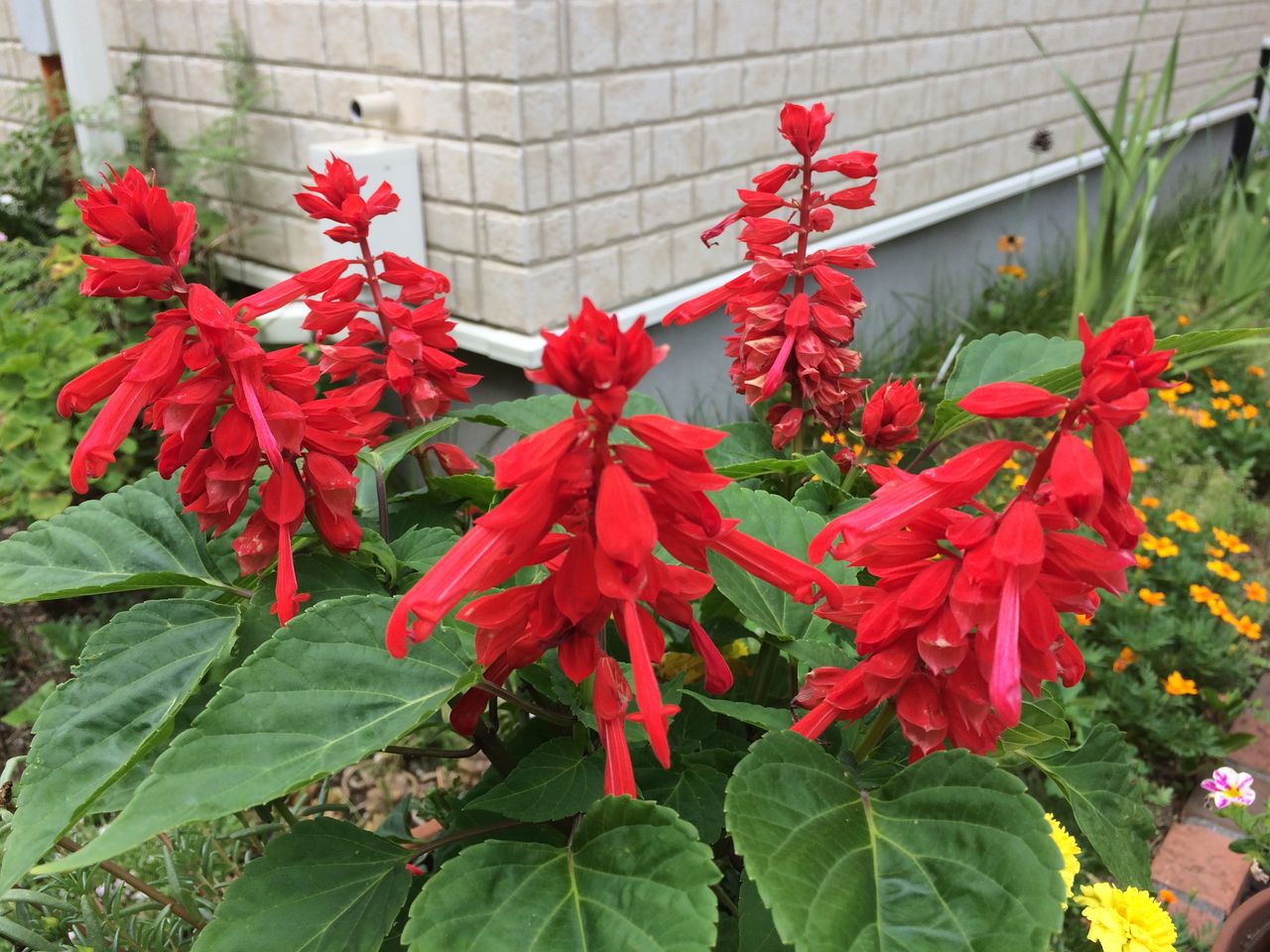 鉢植えの赤いサルビア Cpガーデンのブログ