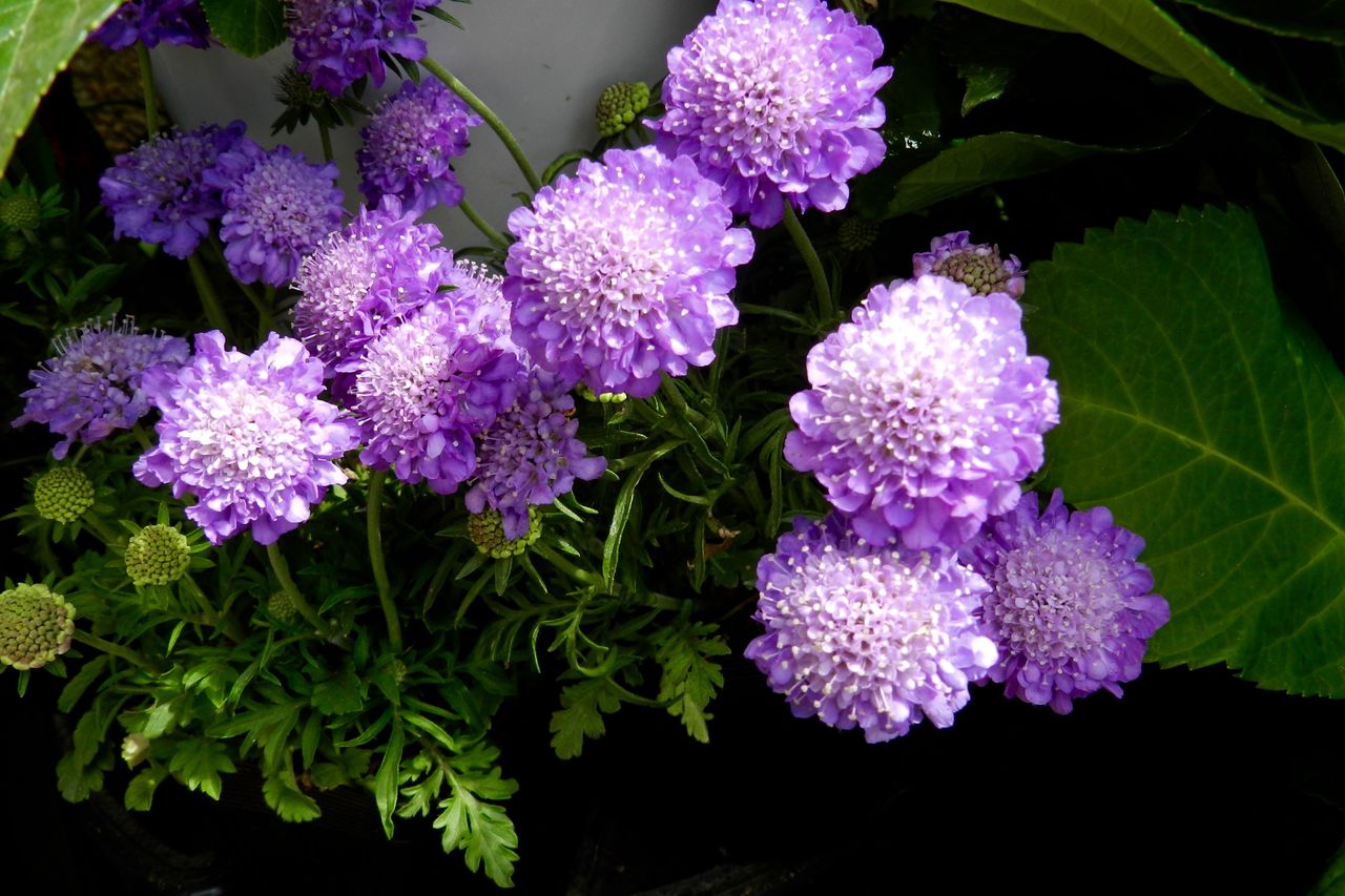 スカビオサ コモハウスのスタッフ ブログ 風のふるさとを探して