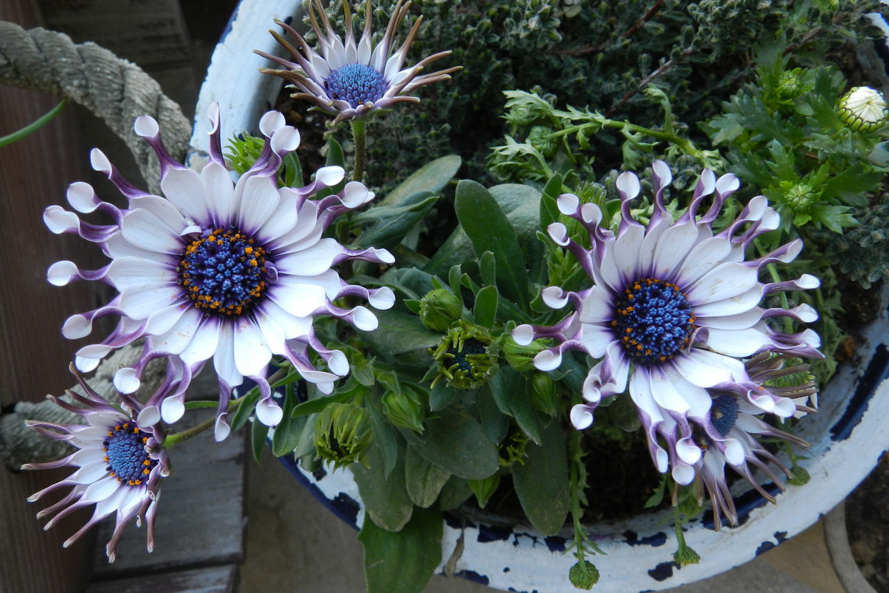 春の花 紫を集めて コモハウスのスタッフ ブログ 風のふるさとを探して