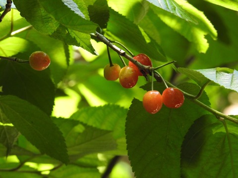 DSCN1408