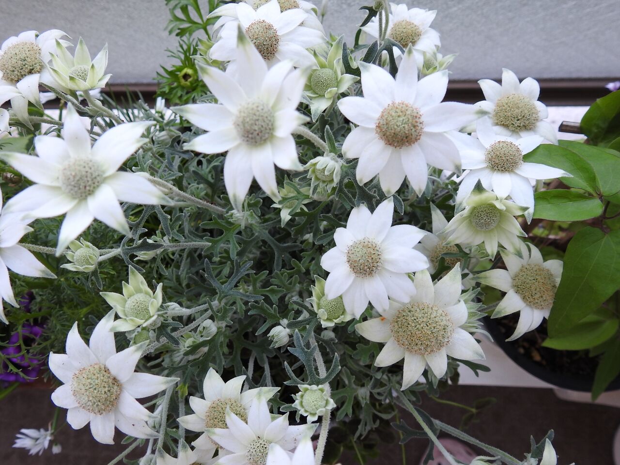 DSCN1093