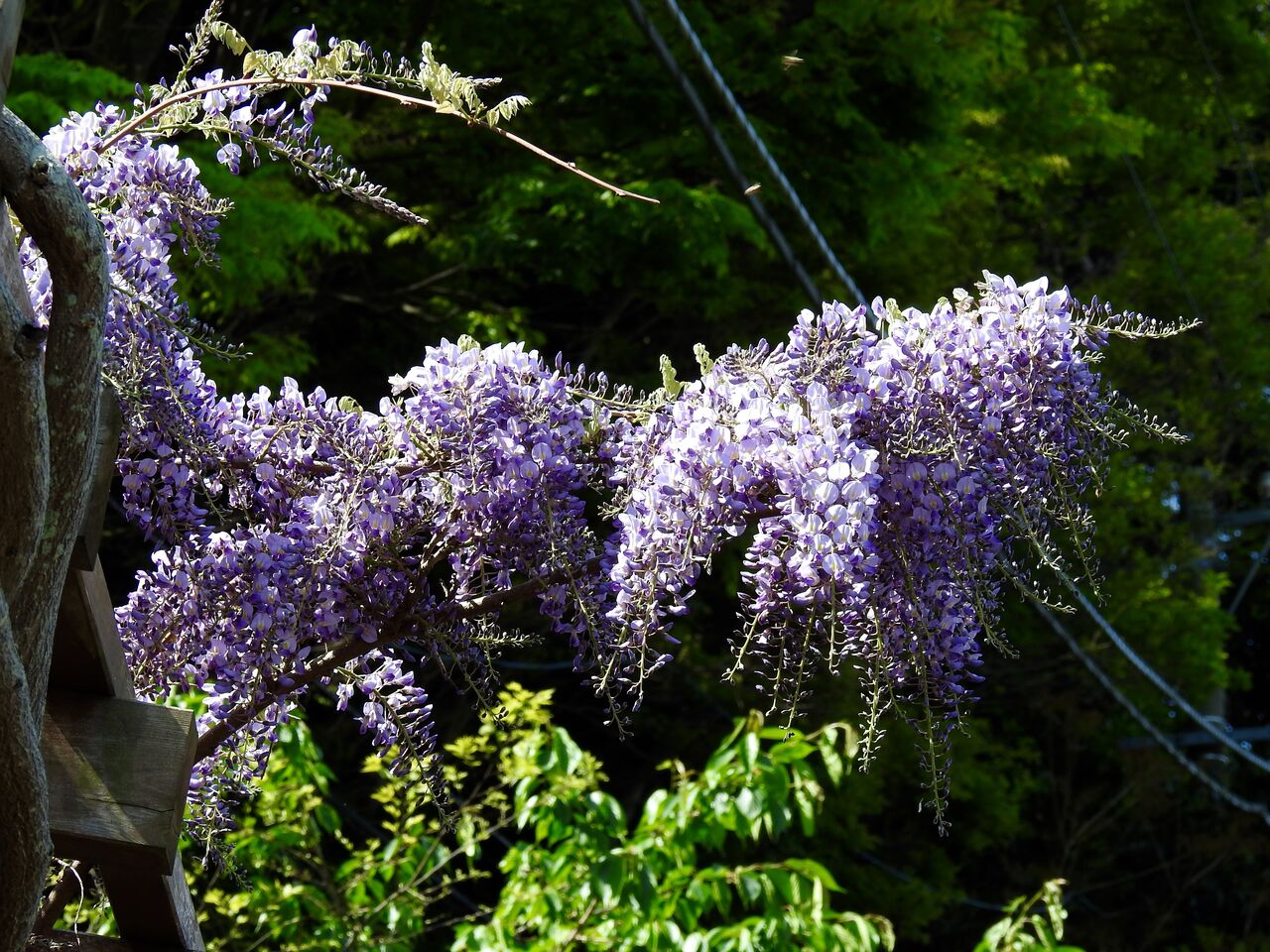 DSCN0923