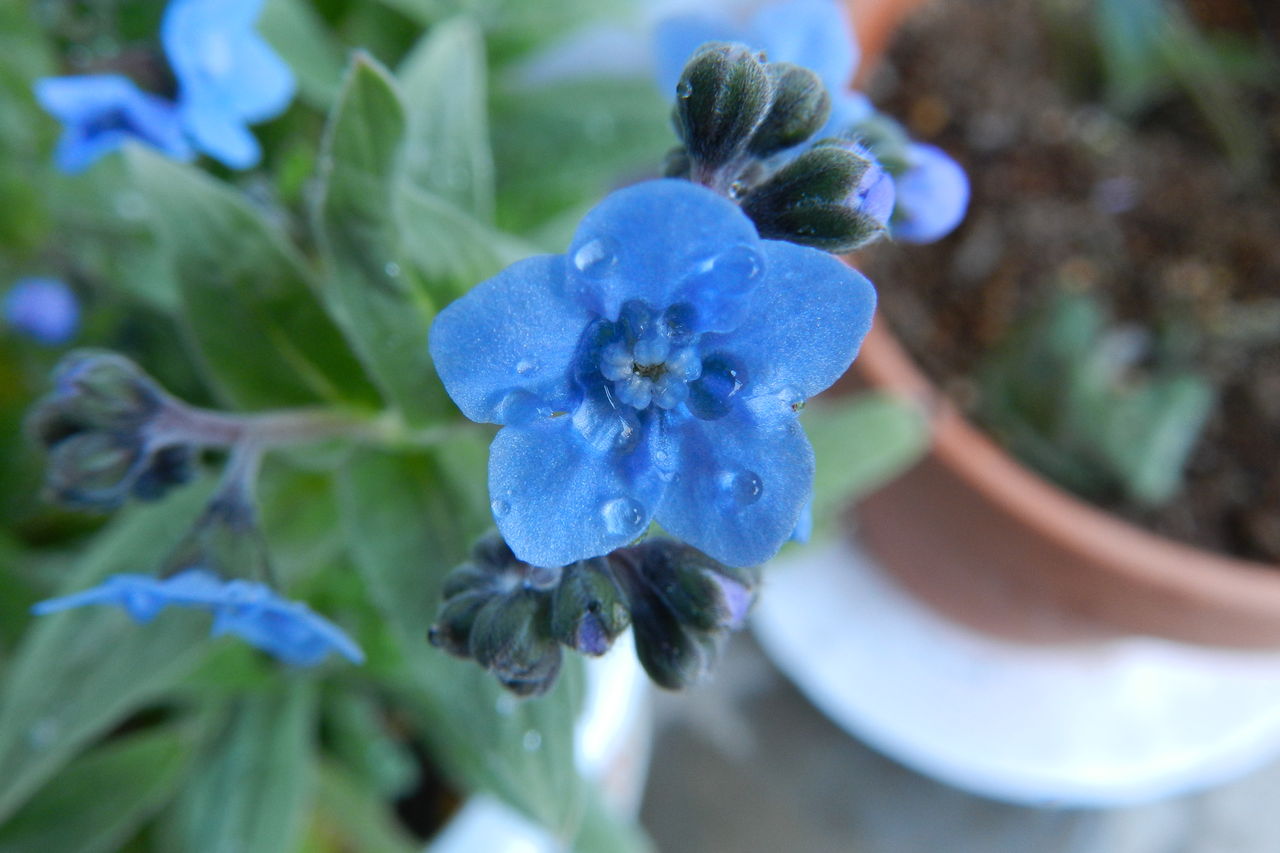 春の花 紫を集めて コモハウスのスタッフ ブログ 風のふるさとを探して