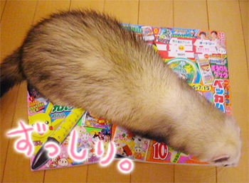 ������ޤ��ޤ�����