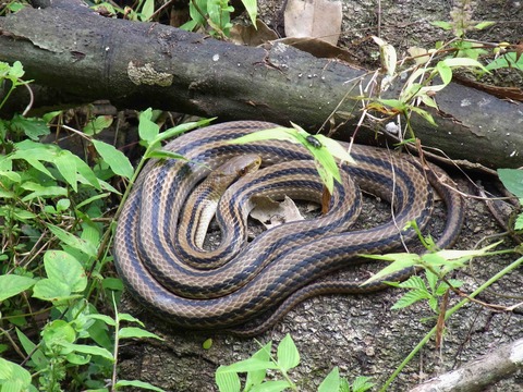 普通のシマヘビ