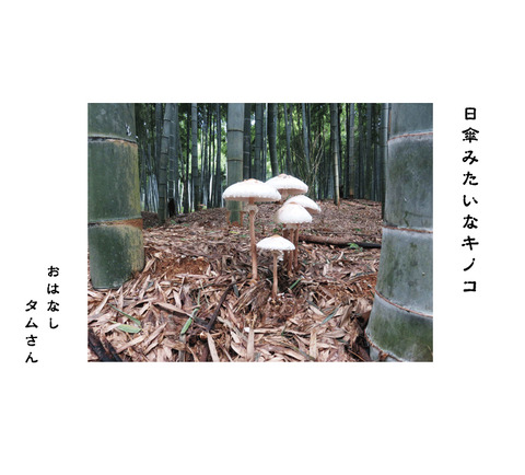 タムさんのお話　第35話    日傘みたいなキノコ