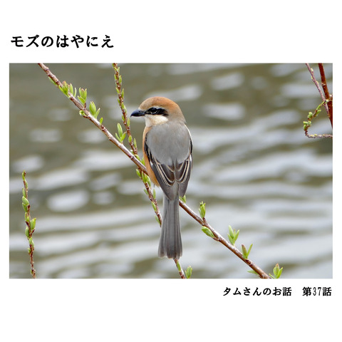 タムさんのお話　第37話    モズのはやにえ