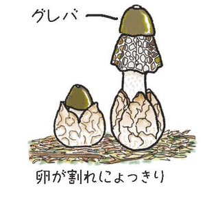 キノコにょっきり