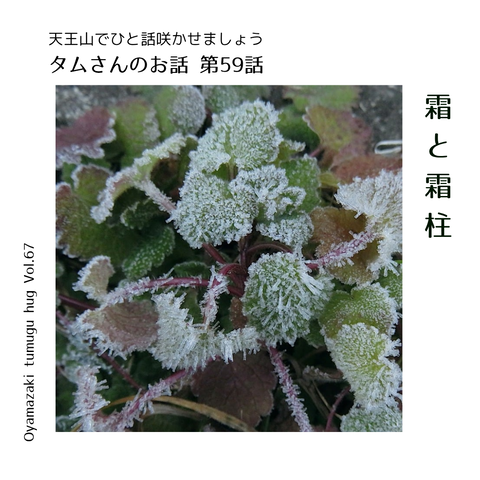 タムさんのお話 第59話　「霜と霜柱」
