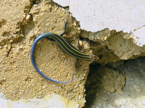 ニホントカゲの幼体