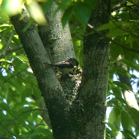 エサを与えるエナガ