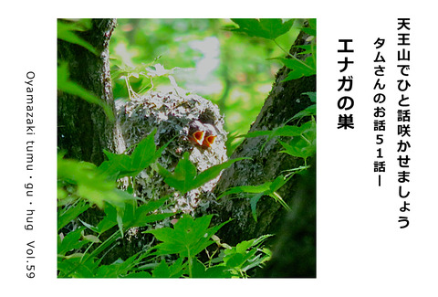  タムさんのお話 第51話 「エナガの巣」