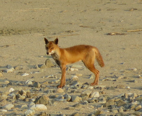淀川河川敷のキツネ