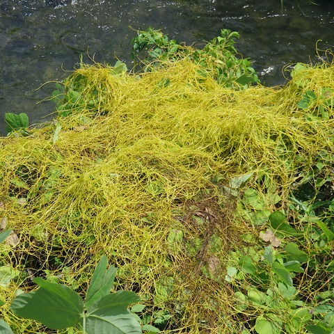 R60807クズを覆うネナシカズラ