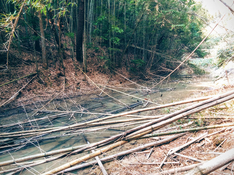 天王山散策－カッパさんと龍神さまのお住まいの池！？－の巻