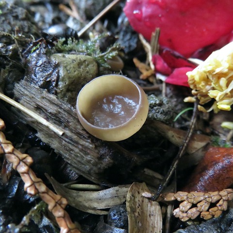 タムさんのお話 第55話 「椿菌核茶碗茸」