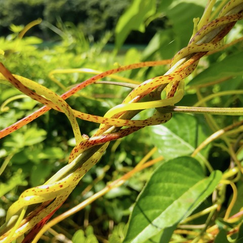 巻きついたネナシカズラ