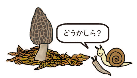 タムさん_アミガサダケ_1_Vol20