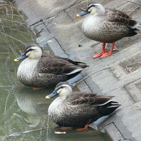 タムさんのお話第54話「軽鴨」