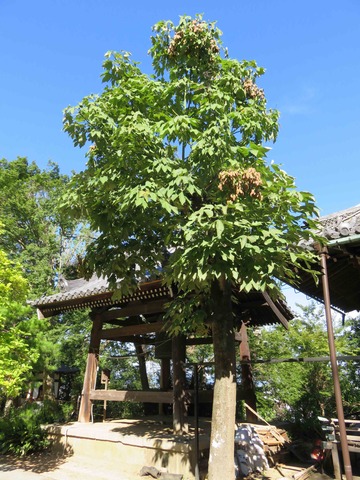 聖天のアオギリ